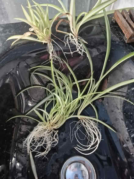 Photo of free Spider plants rooted (Bath, BA1) #2