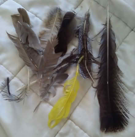 Photo of free Feathers (Oakland) #1