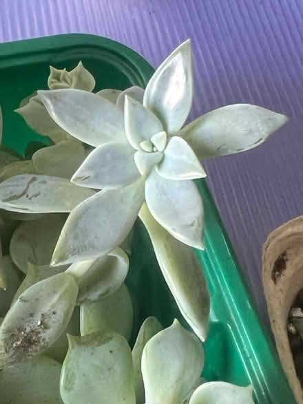 Photo of free Succulent Plant cuttings (Arlington, VA) #1