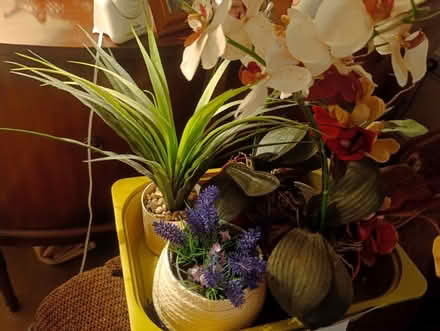 Photo of free Decorative plants ,flowers (Penrith CA11) #1