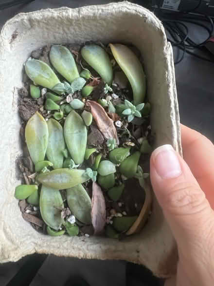 Photo of free Succulent Plant cuttings (Arlington, VA) #2