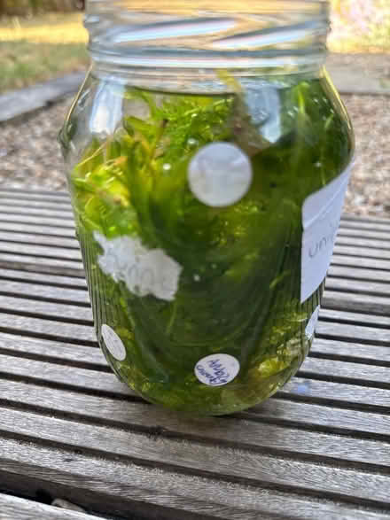 Photo of free Aquarium plants (Lakenham NR1) #2