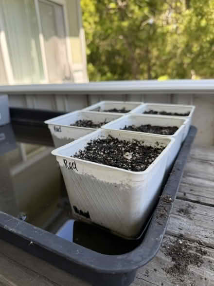 Photo of 4"X4" Plastic Nursery Pots (San Rafael) #1
