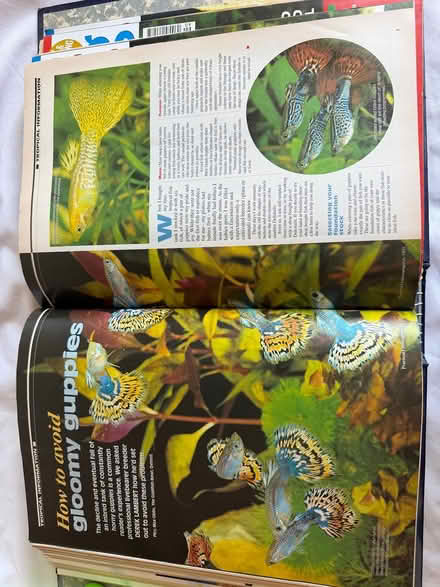 Photo of free Fish keeping magazines (Shirley, Croydon CR0) #3