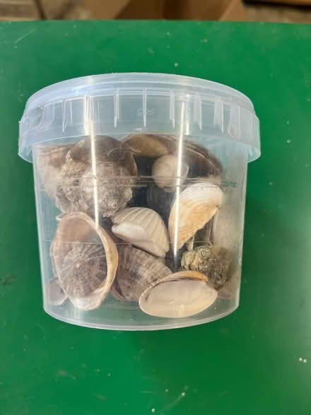 Photo of free Pot of shells for crafting (Breadstone GL13) #3