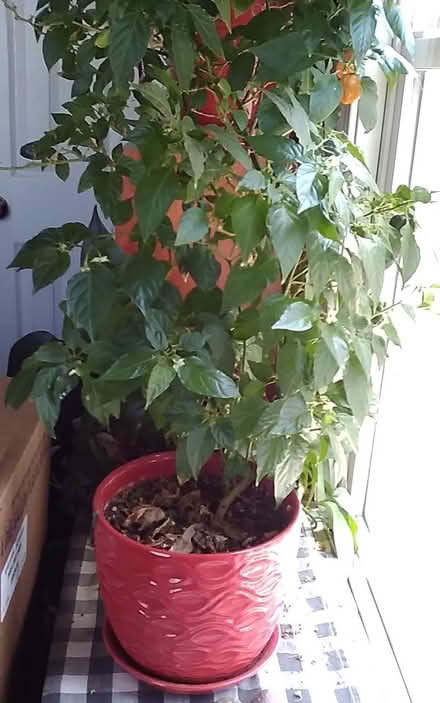Photo of free Two Habanero Plants (Oakland) #1
