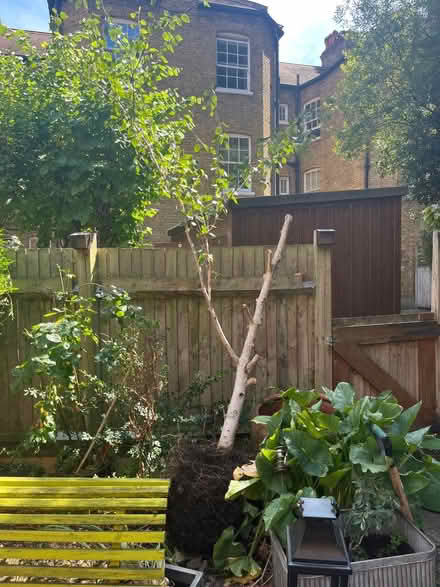 Photo of free Small silver birch (SE1 - Waterloo) #2