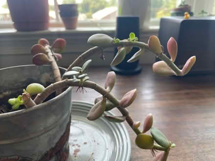 Photo of free Jade Plant for Cuttings (Broomall) #2