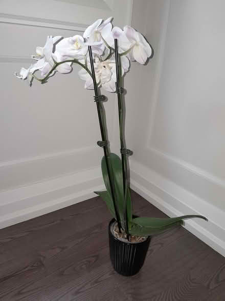 Photo of free Oleg is looking for a caring home (kennedy x eglinton) #1