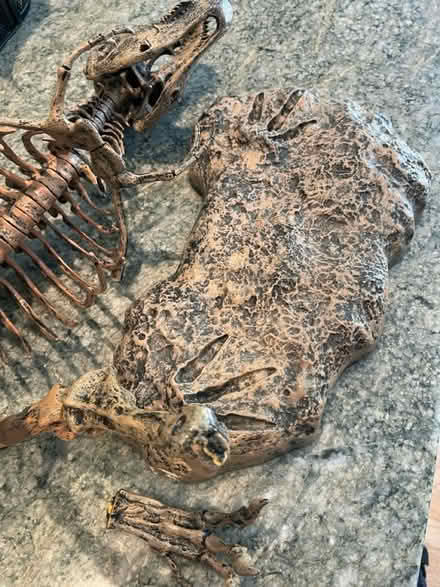 Photo of free Plastic TRex model (Belmont heights) #1