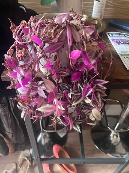 Photo of free House plant - Tradescantia (West Bridgford NG2) #1