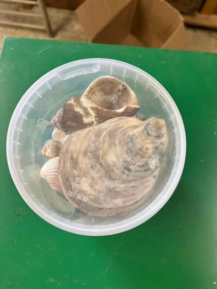 Photo of free Pot of shells for crafting (Breadstone GL13) #2