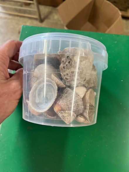 Photo of free Pot of shells for crafting (Breadstone GL13) #1