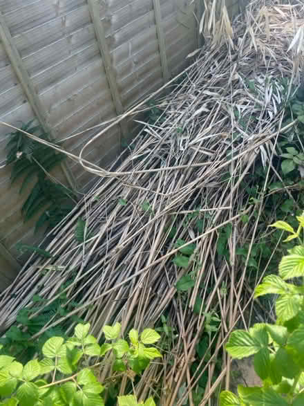 Photo of free Bamboo (TN1) #1