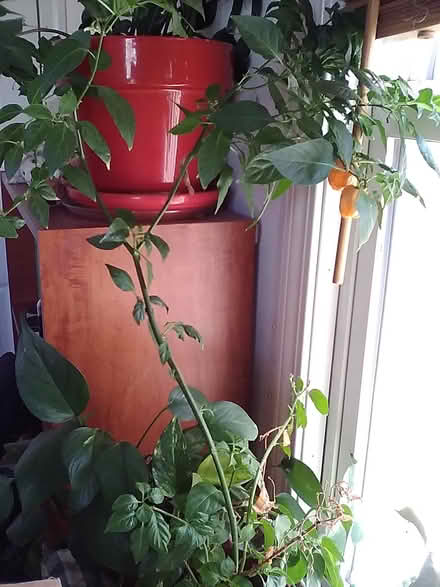 Photo of free Two Habanero Plants (Oakland) #2