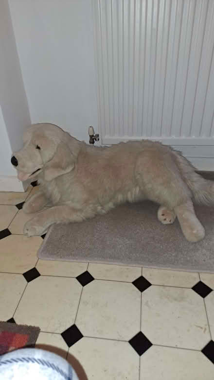 Photo of free Big dog cuddly toy. (Sherrard's Green WR14) #1