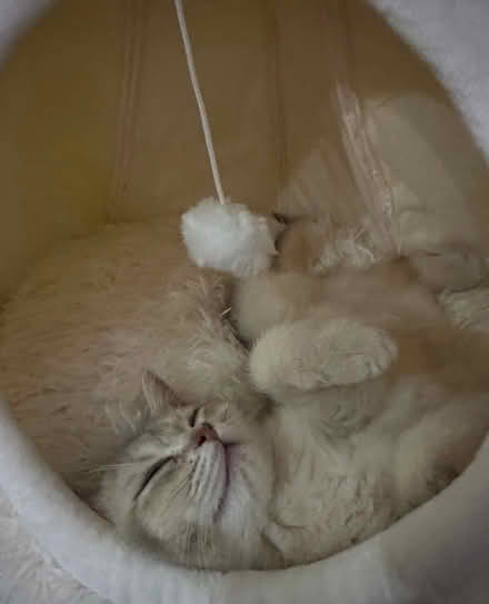 Photo of free Igloo Cat Bed (West Kensington W14) #2