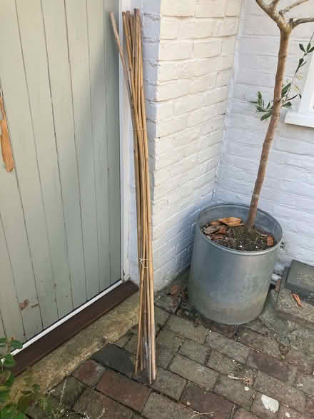 Photo of free 12 x Bamboo Garden Canes (Lewes BN7) #1