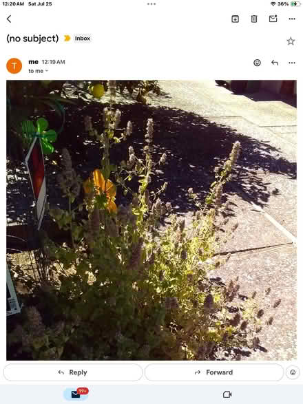 Photo of free Catnip Plant (Southern San Rafael) #1