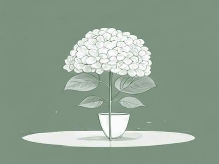 Photo of Hydrangea plants 🪴 (Garston L19) #1