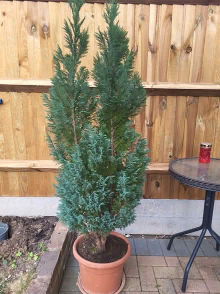 Photo of free Conifer tree (5 foot tall) (Northwood HA6) #1