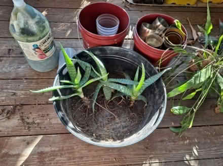 Photo of free Aloe plants (Mt Troy) #1