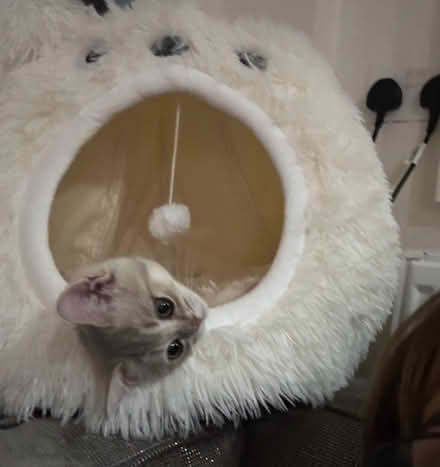 Photo of free Igloo Cat Bed (West Kensington W14) #3