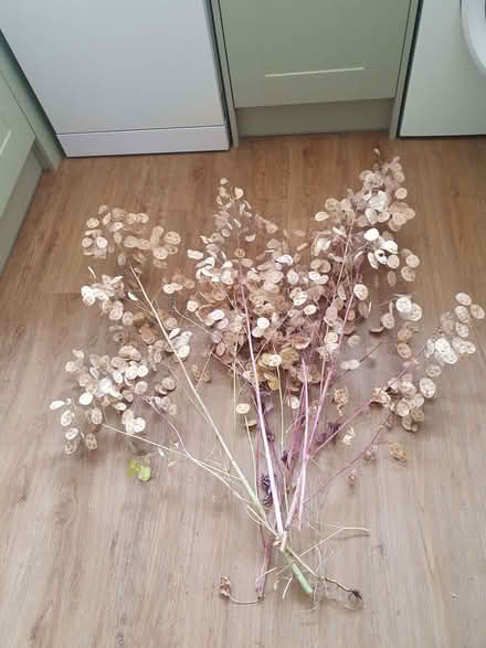 Photo of free Dried honesty (Cherry Orchard SY2) #1