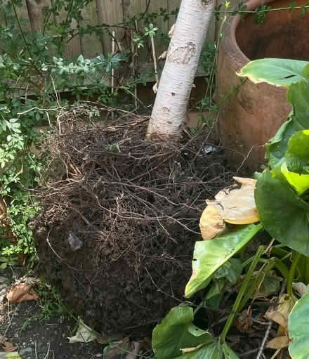 Photo of free Small silver birch (SE1 - Waterloo) #1