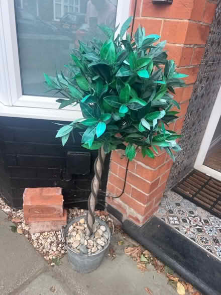 Photo of free Pair of fake bay trees (West Bridgford NG2) #1