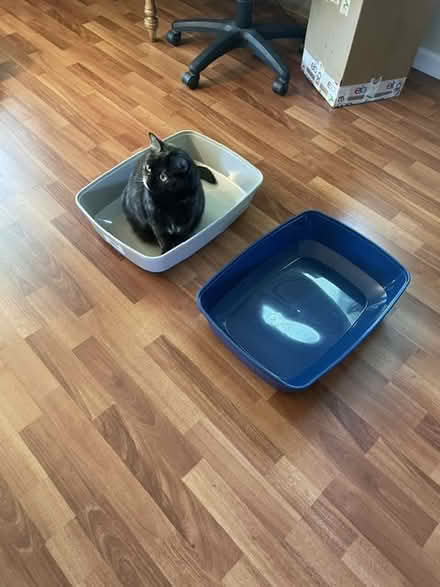 Photo of free 2 litter boxes (South Novato near Hamilton) #1
