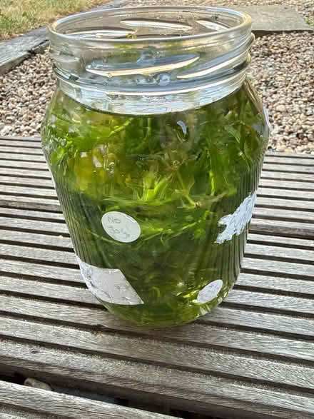 Photo of free Aquarium plants (Lakenham NR1) #1