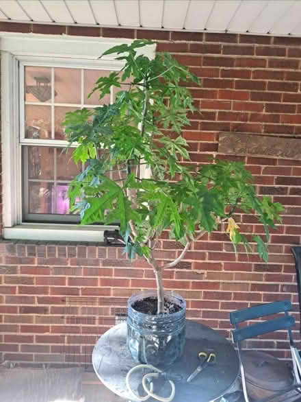 Photo of free House tree (Mt Troy) #1