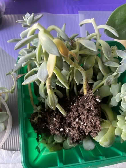 Photo of free Succulent Plant cuttings (Arlington, VA) #3