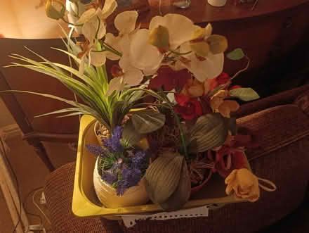 Photo of free Decorative plants ,flowers (Penrith CA11) #2