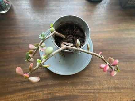 Photo of free Jade Plant for Cuttings (Broomall) #1