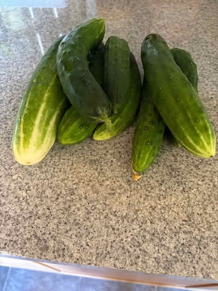 Photo of free Cucumbers (Lyncombe BA2) #1
