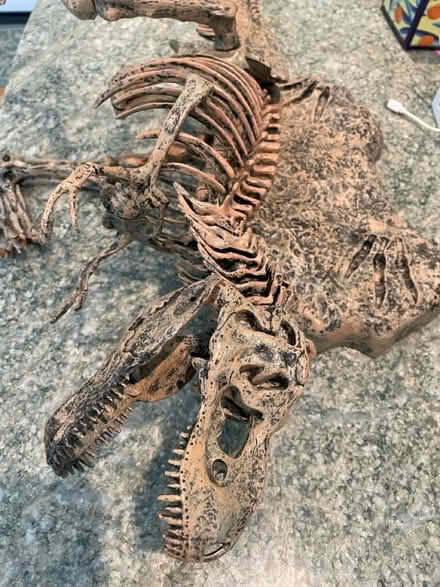Photo of free Plastic TRex model (Belmont heights) #4
