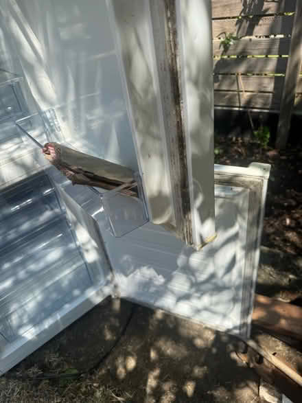 Photo of free fridge (KT2 Kingston upon Thames) #3
