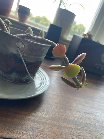 Photo of free Jade Plant for Cuttings (Broomall) #3