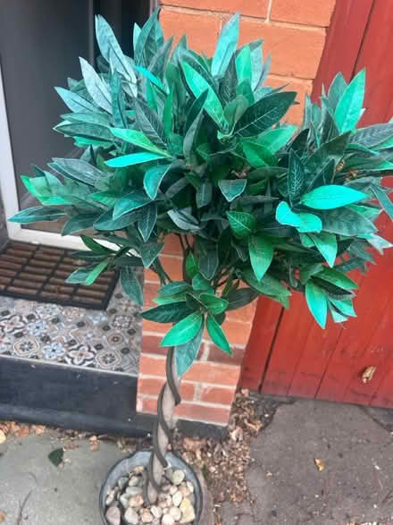 Photo of free Pair of fake bay trees (West Bridgford NG2) #2