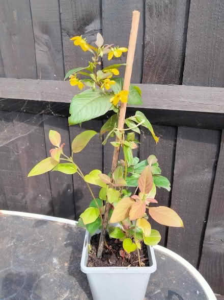 Photo of free Lysimachia Firecracker (Shenley Lodge MK5) #1