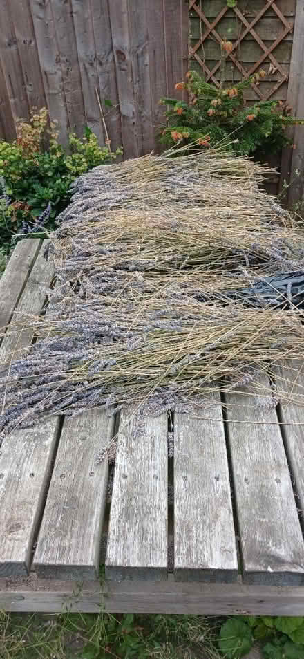 Photo of free Lavender (Hereford HR2) #1