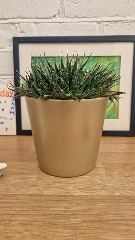 Photo of free Potted plant which flowers annually (TN40 chantry Bexhill) #1