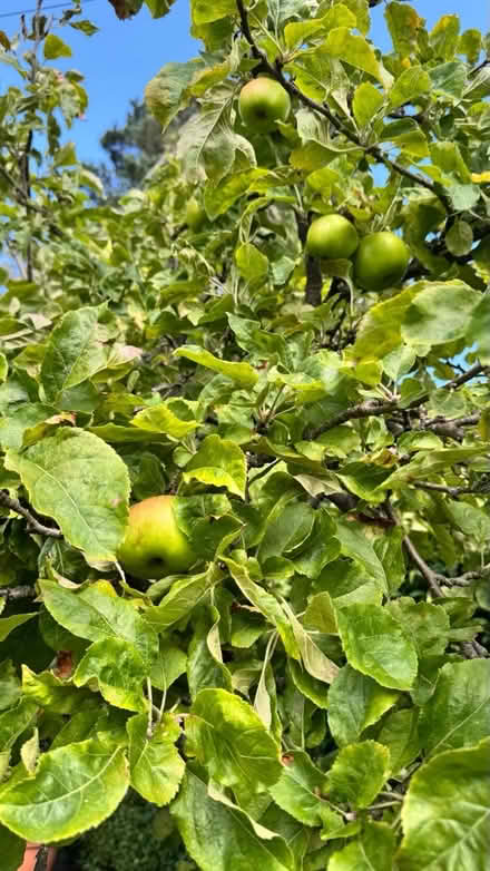 Photo of free cooking apples in Liberton (Liberton EH16) #4