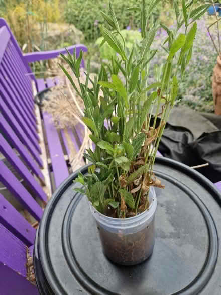 Photo of free Bare root verbena bonariensis (Rusthall, TN4) #1