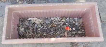 Photo of free Plastic Plant Container (East Croydon CR0) #2