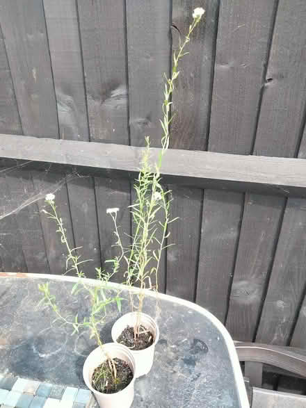 Photo of free Pearl Plant (Achillea ptarmica) (Shenley Lodge MK5) #1