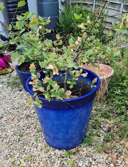 Photo of free Oak sapling (Poolbrook WR14) #1