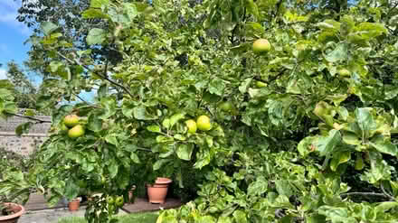 Photo of free cooking apples in Liberton (Liberton EH16) #3